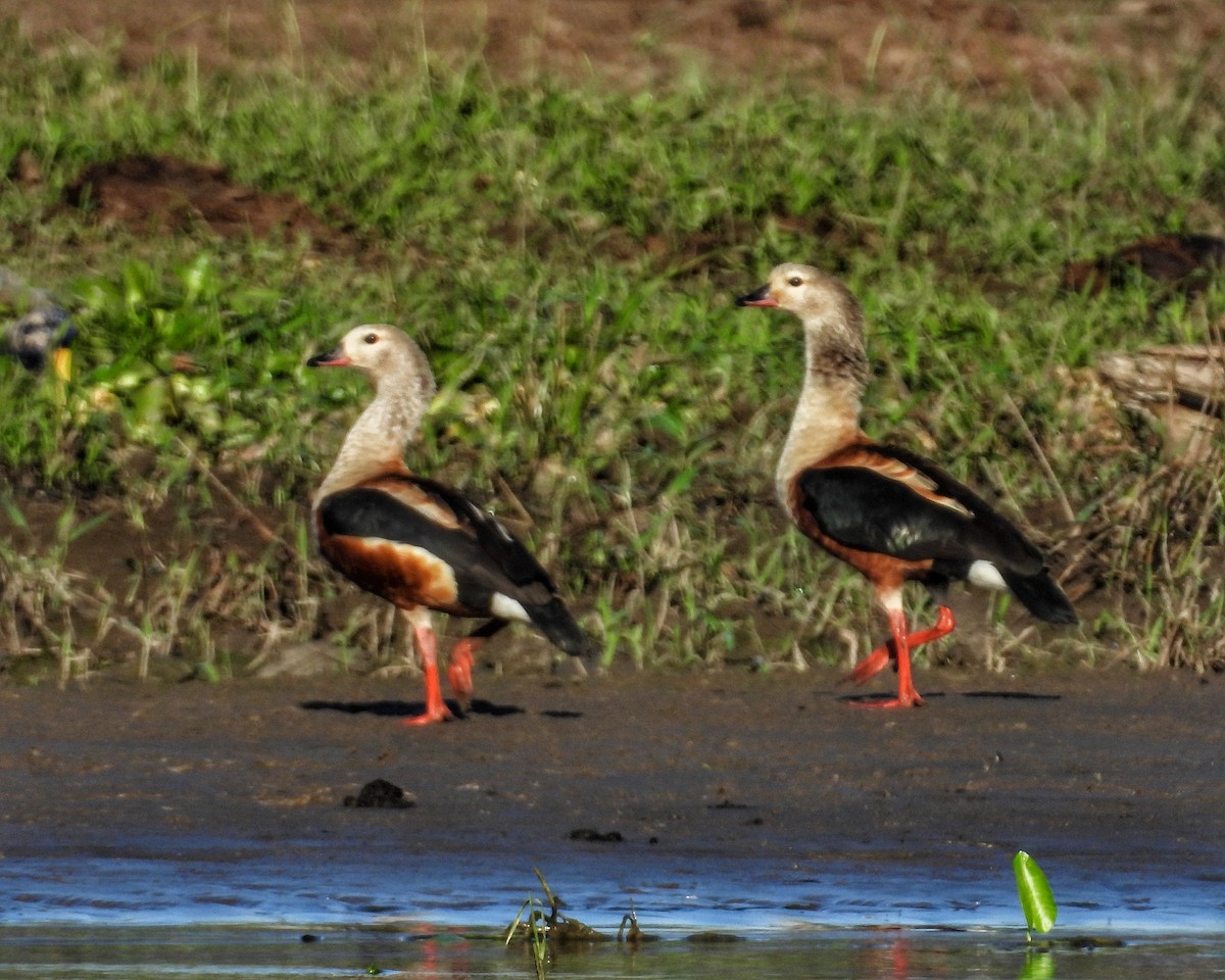 Orinoco Goose - ML637612899