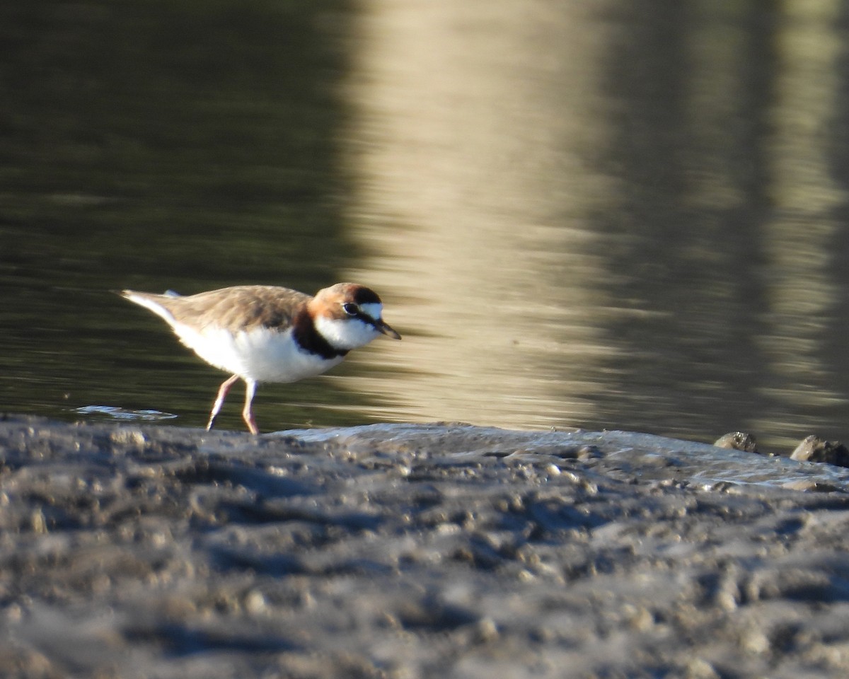Collared Plover - ML637612919