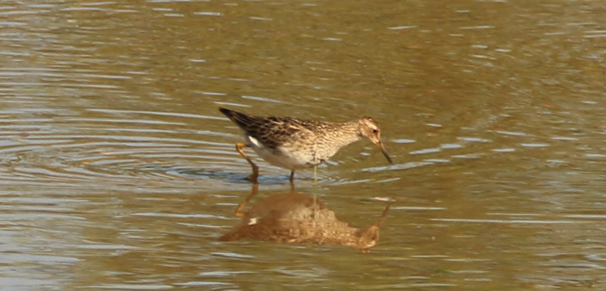 Pectoral Sandpiper - ML637612921