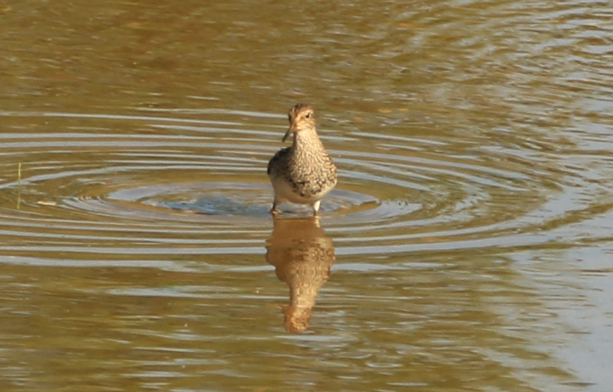 Pectoral Sandpiper - ML637612922