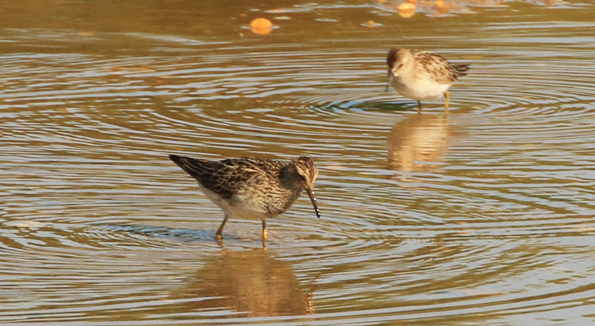 Pectoral Sandpiper - ML637612923