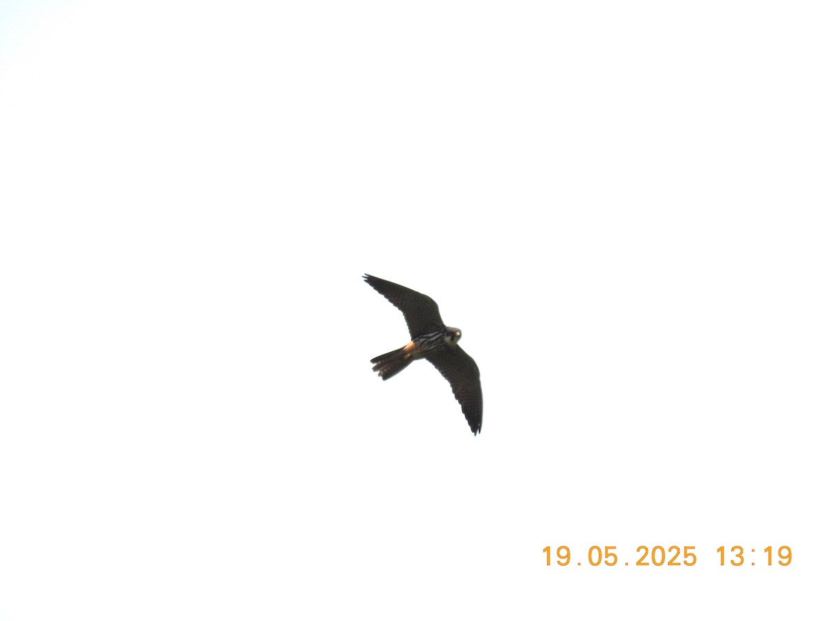 Eurasian Hobby - ML637612932