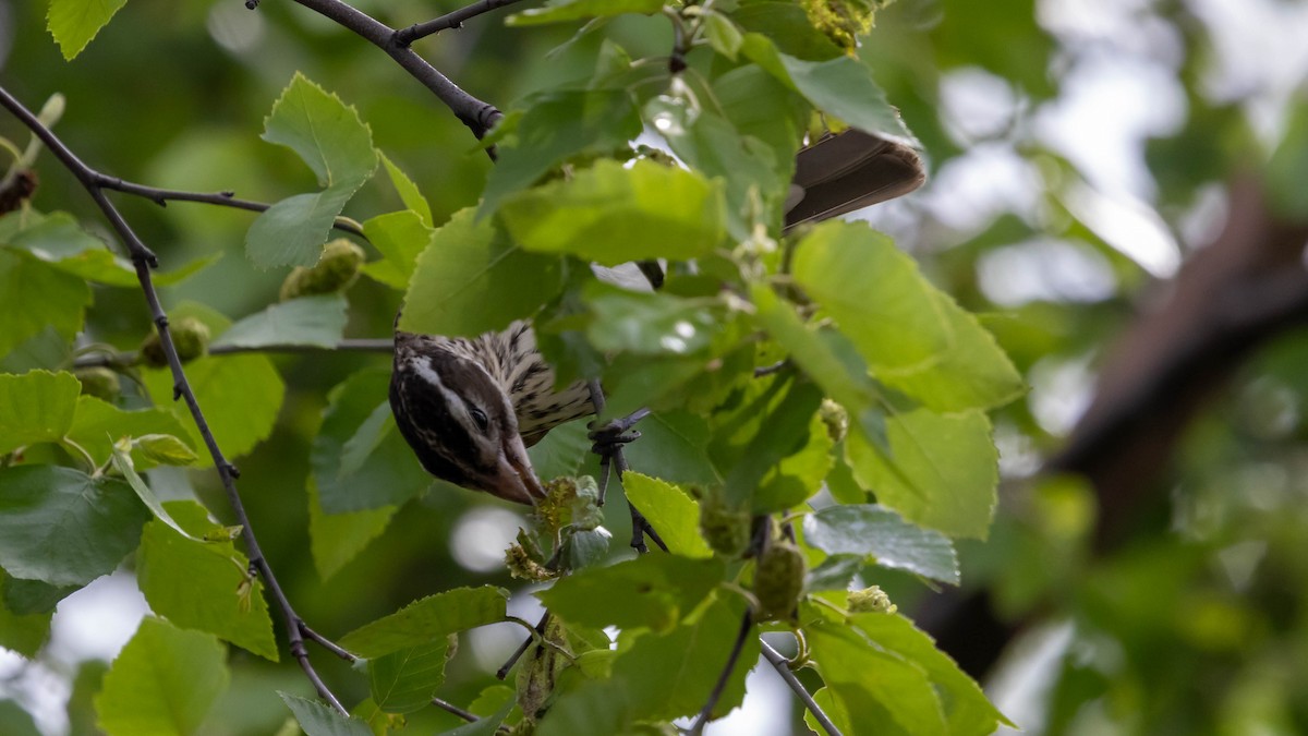 Rose-breasted Grosbeak - ML637612947