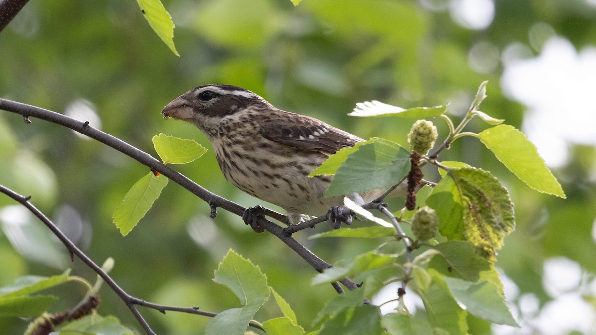 Rose-breasted Grosbeak - ML637612948