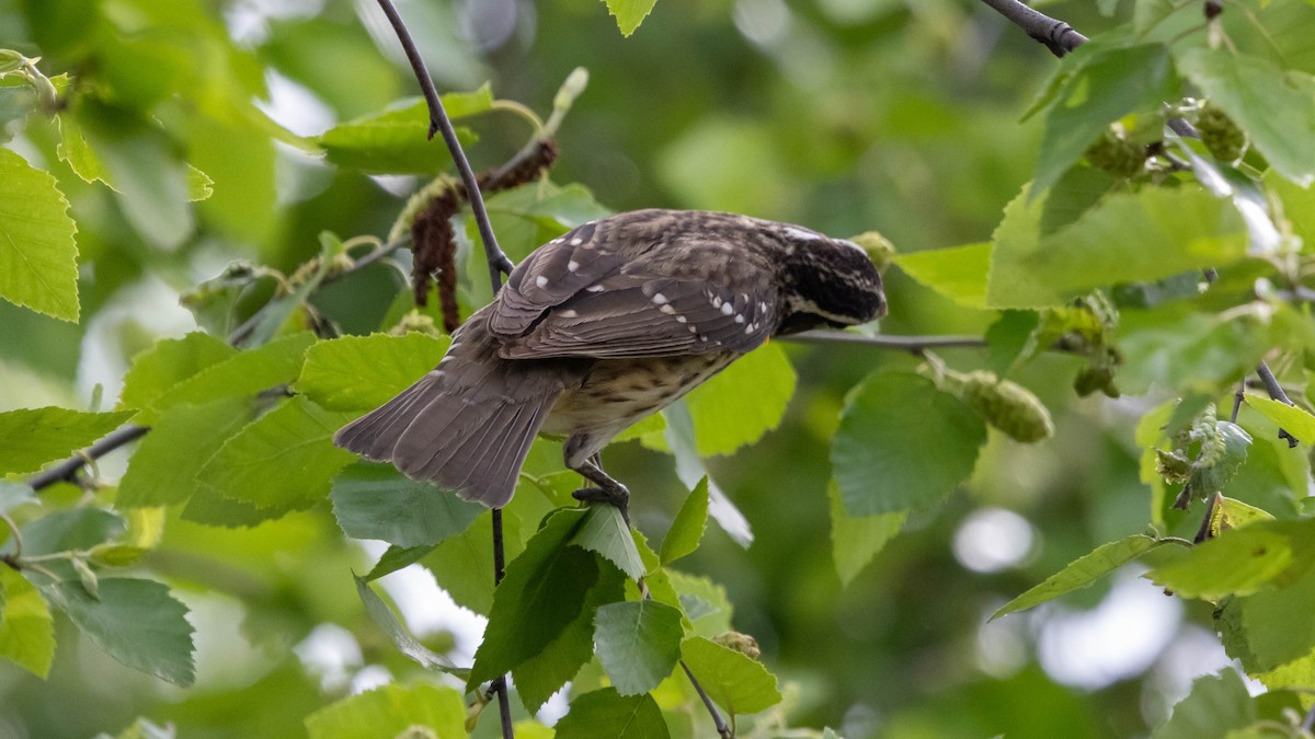 Rose-breasted Grosbeak - ML637612949