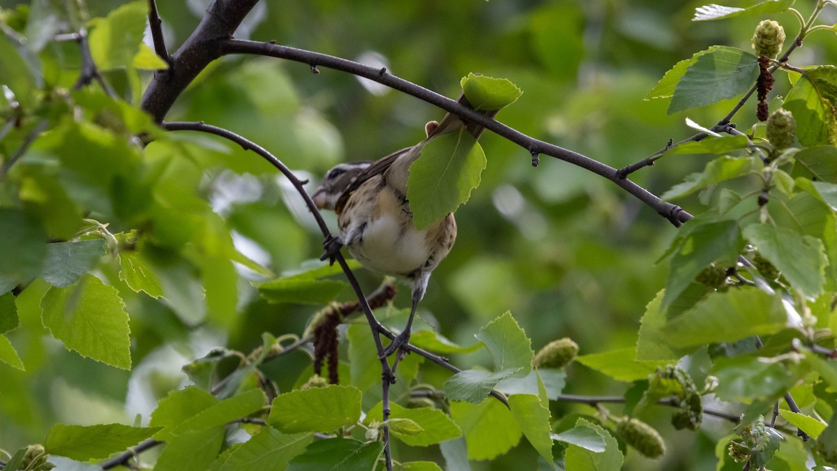 Rose-breasted Grosbeak - ML637612950