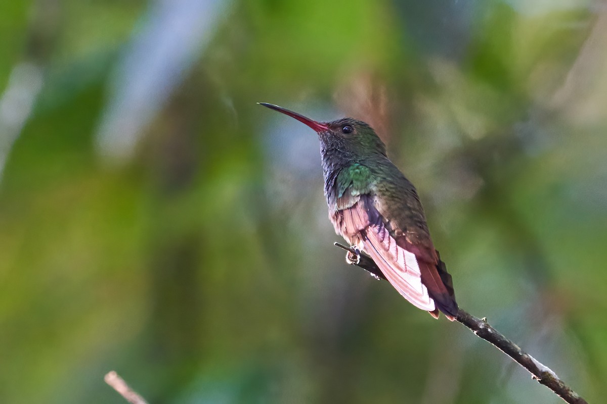 Ariane à ventre gris - ML637612968