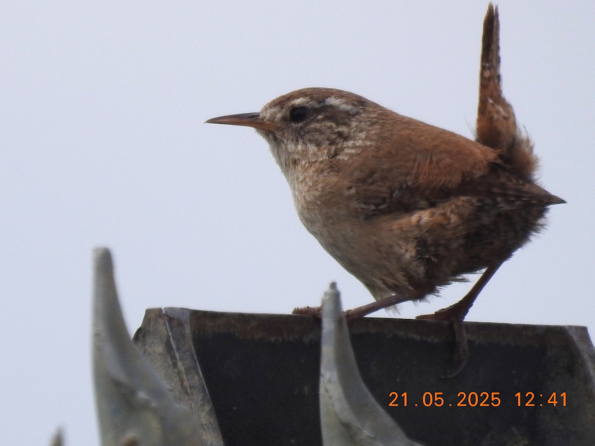 Eurasian Wren - ML637613002