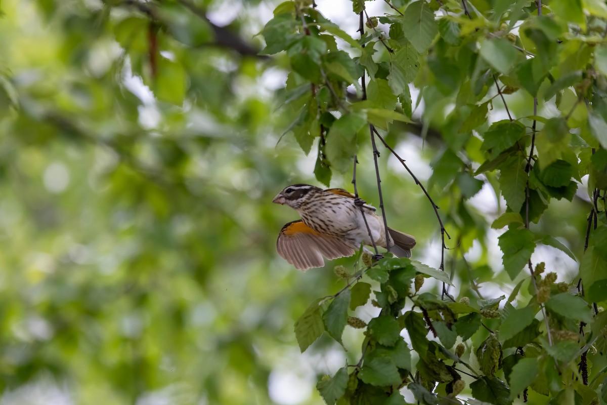 Rose-breasted Grosbeak - ML637613010