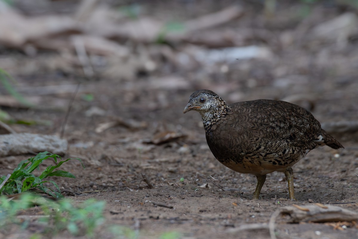 Scaly-breasted Partridge (Green-legged) - ML637613012