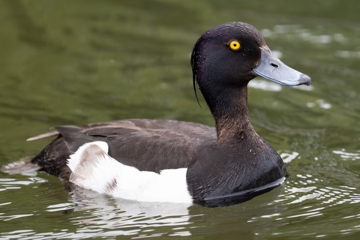 Tufted Duck - ML637613043