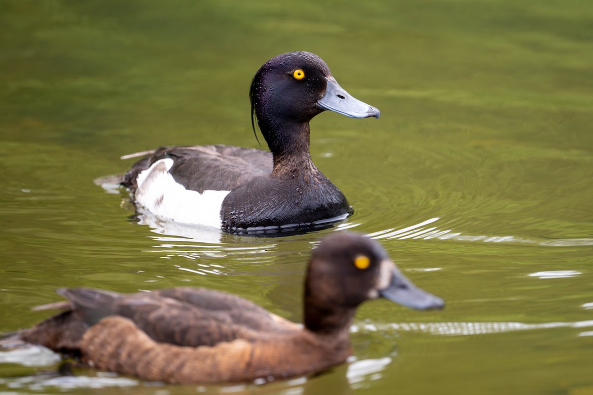 Tufted Duck - ML637613044