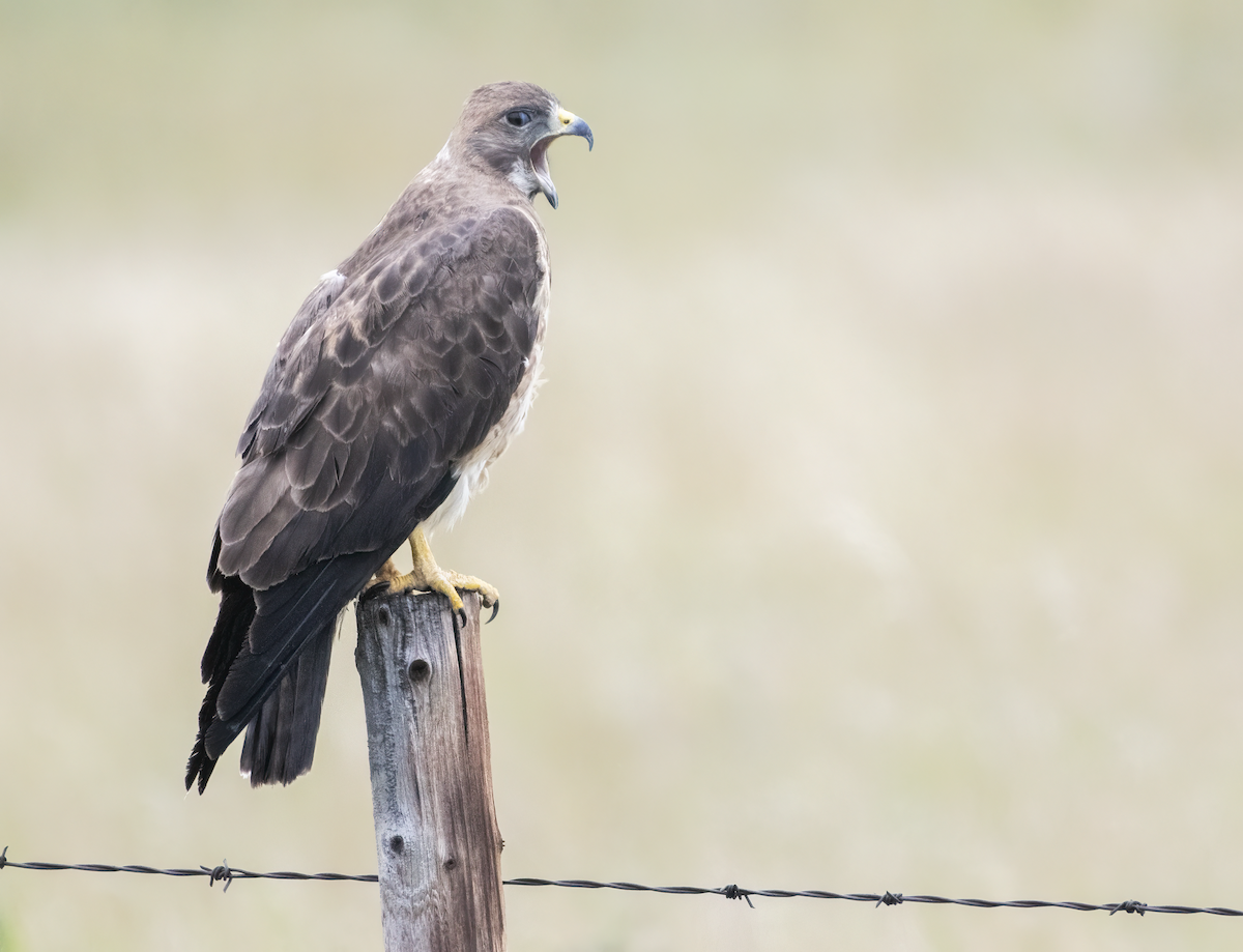 Swainson's Hawk - ML637613067