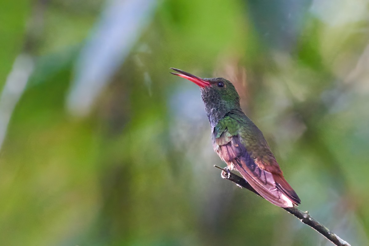 Ariane à ventre gris - ML637613079