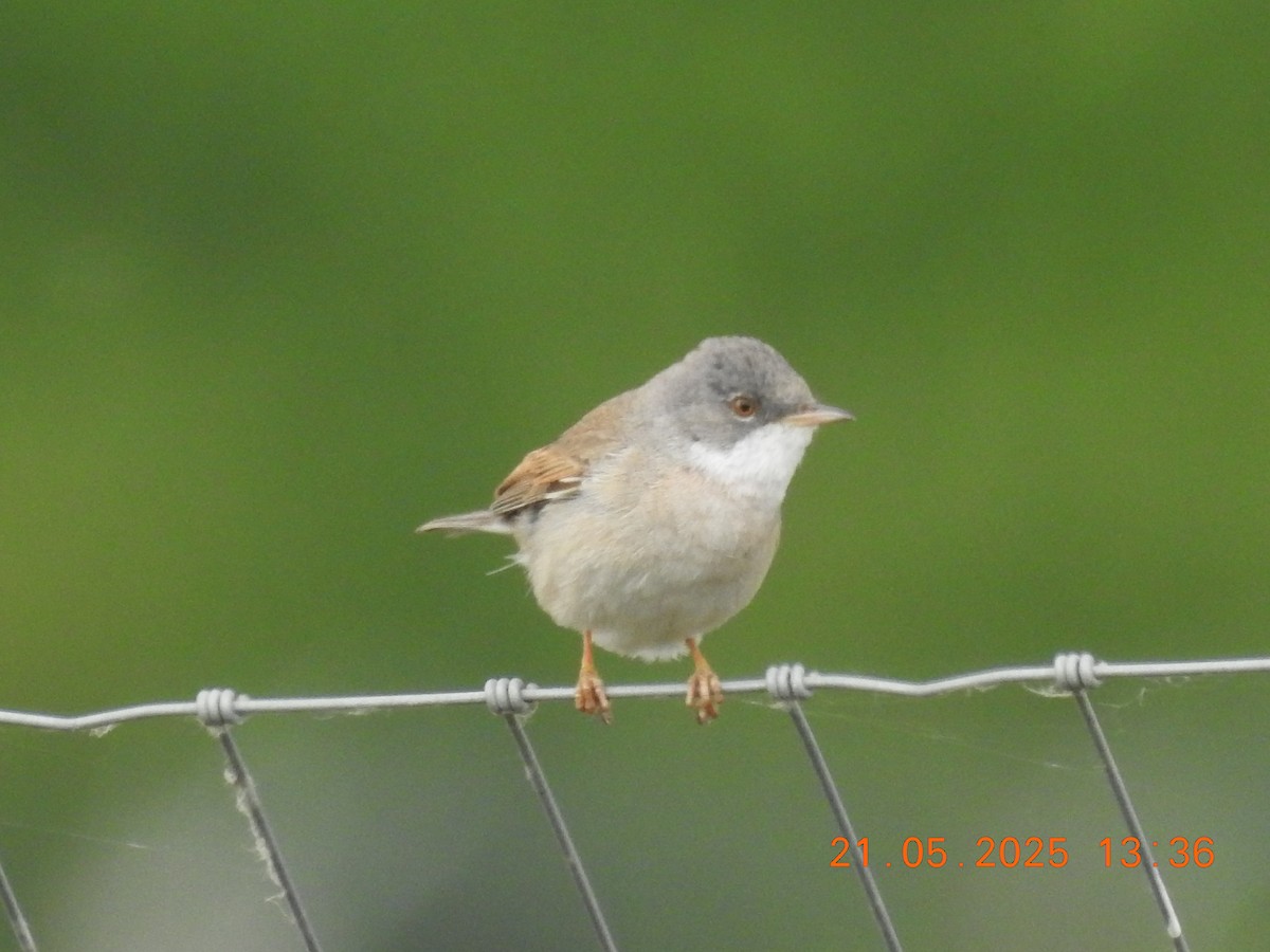 Greater Whitethroat - ML637613086