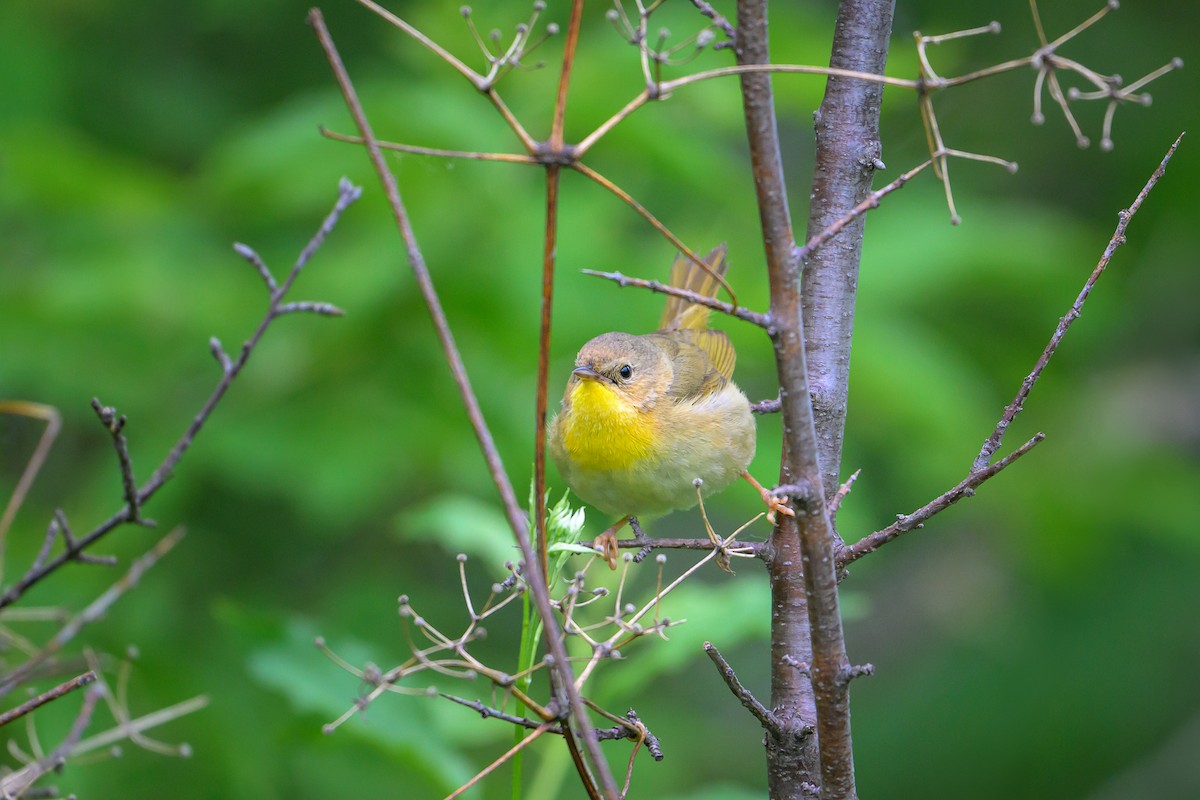 Common Yellowthroat - ML637613102
