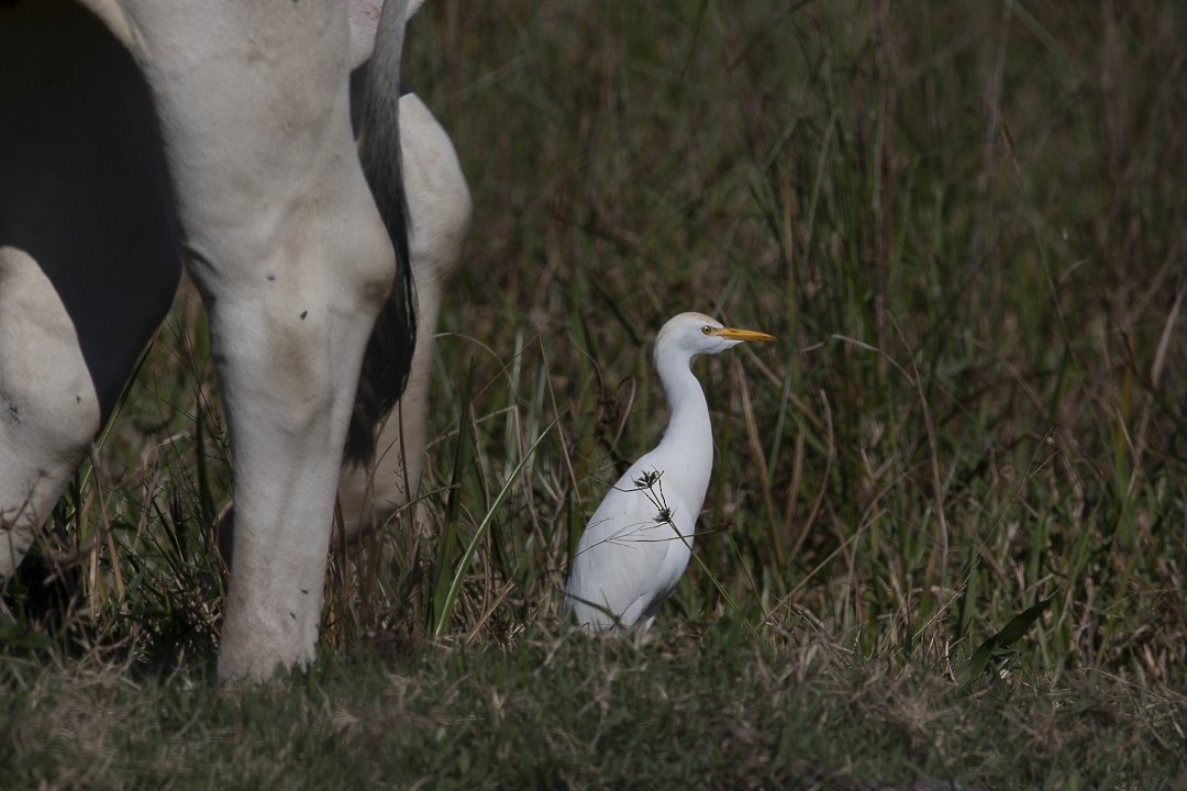 Western Cattle-Egret - ML637613154