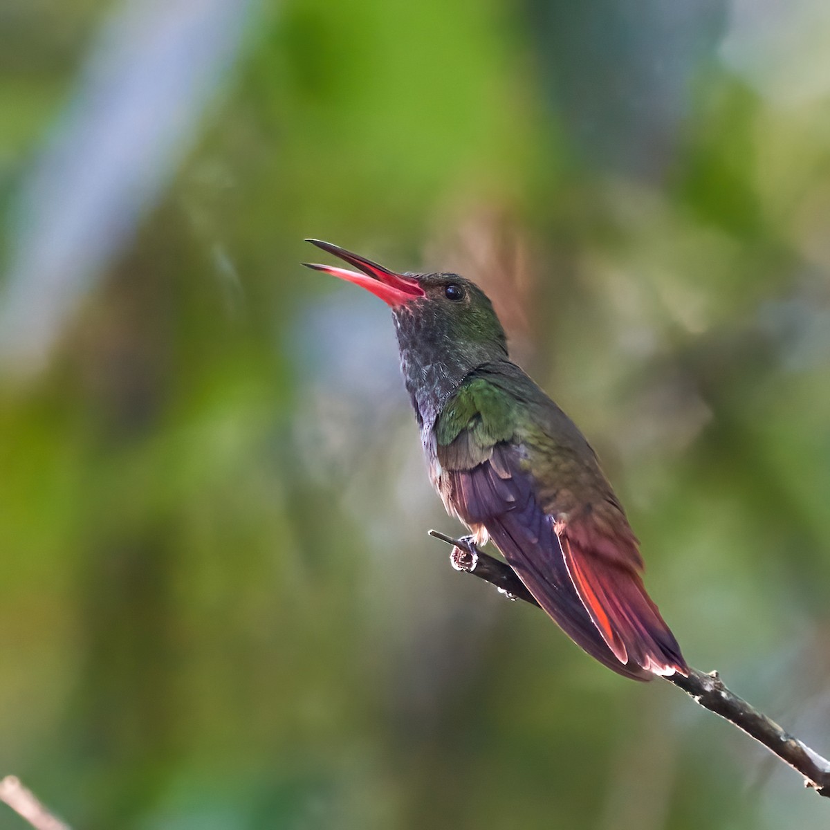 Ariane à ventre gris - ML637613180