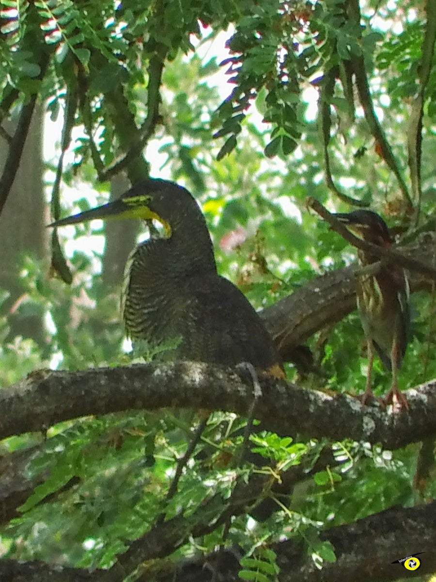 Bare-throated Tiger-Heron - ML637613269