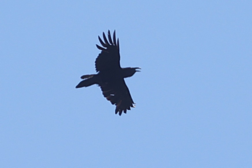 Common Raven - ML637613281