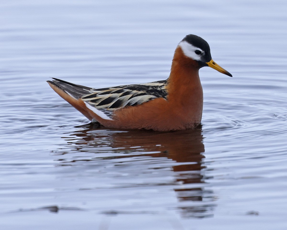 Red Phalarope - ML637613317