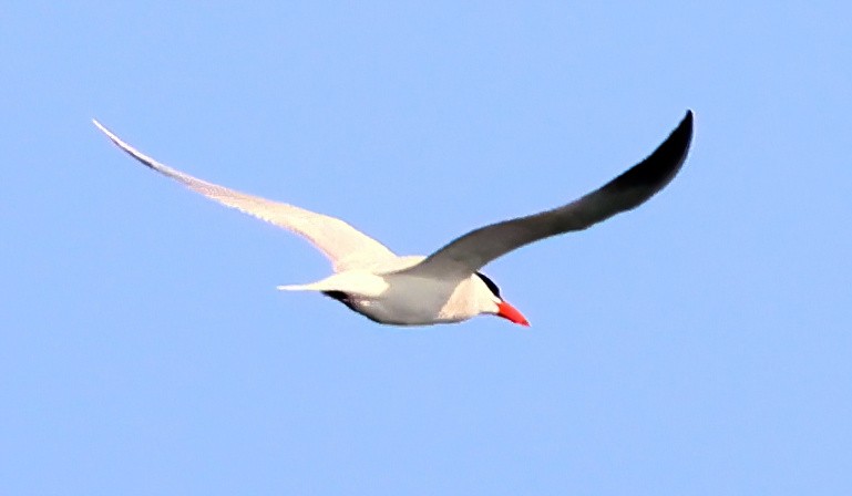 Caspian Tern - ML637613329