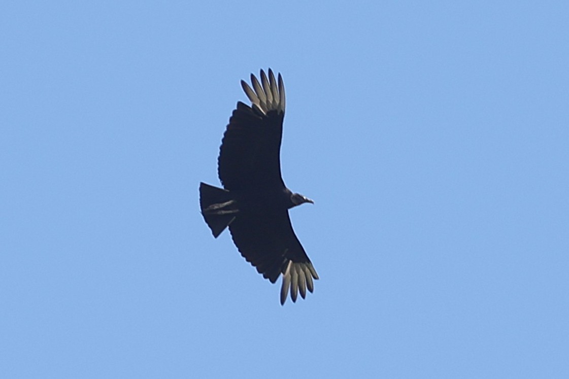 Black Vulture - ML637613349