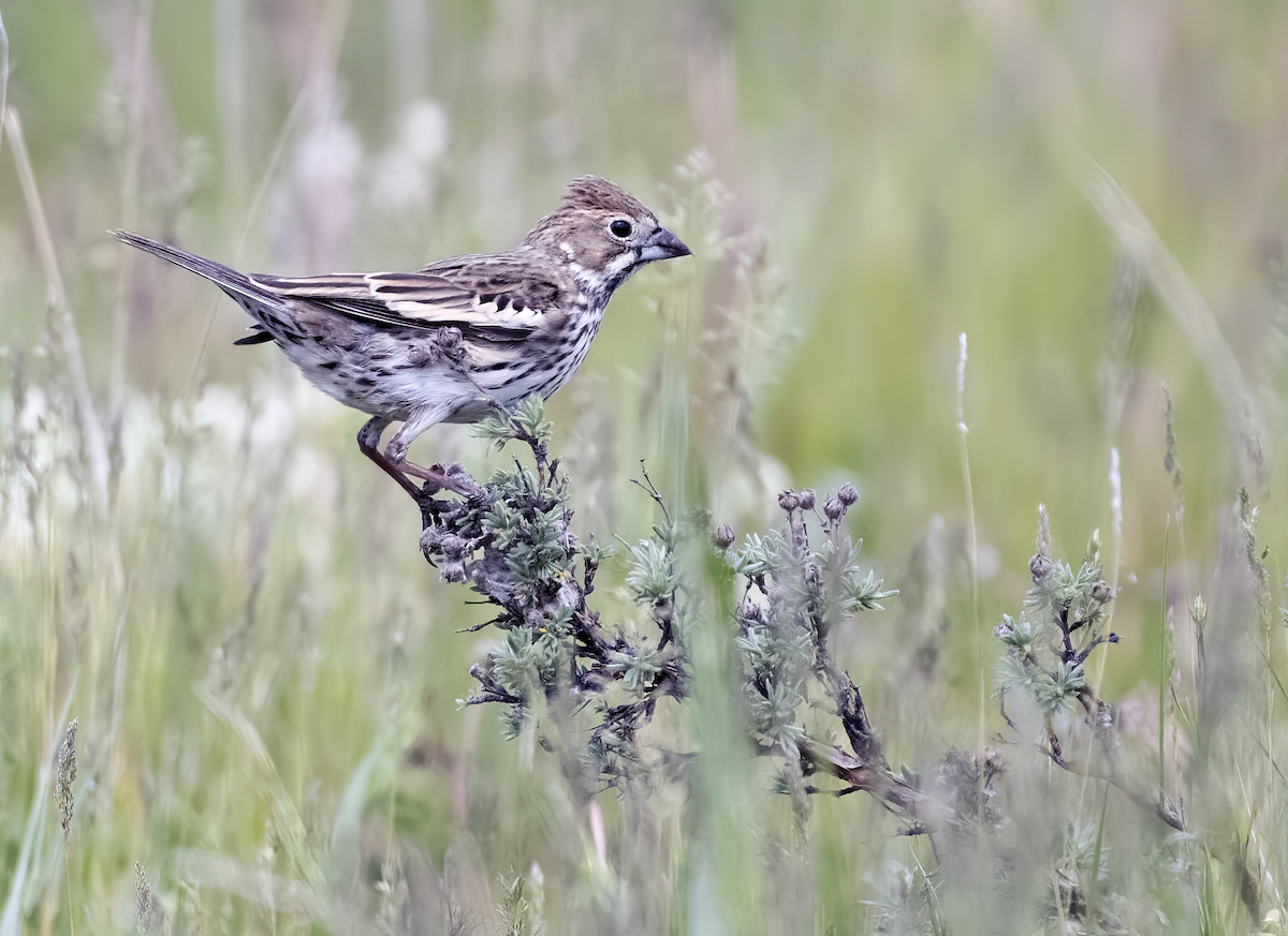 Lark Bunting - ML637613361