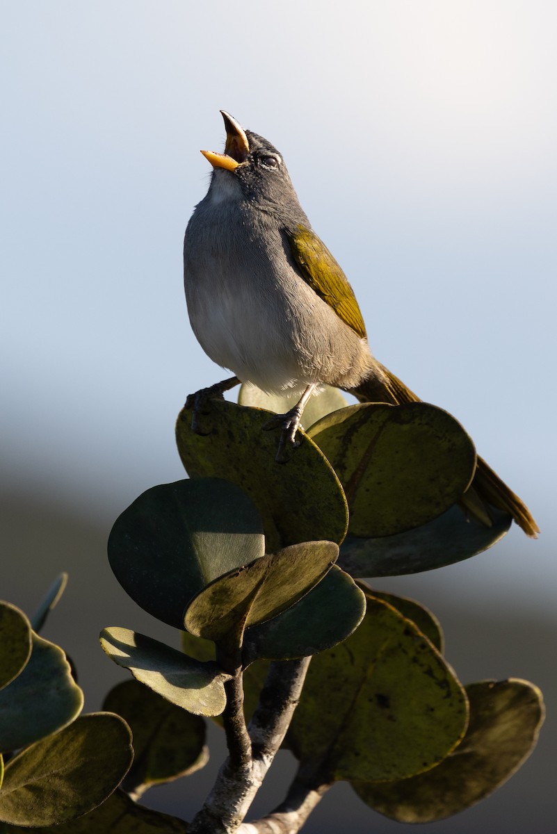 Pale-throated Pampa-Finch - ML637613364