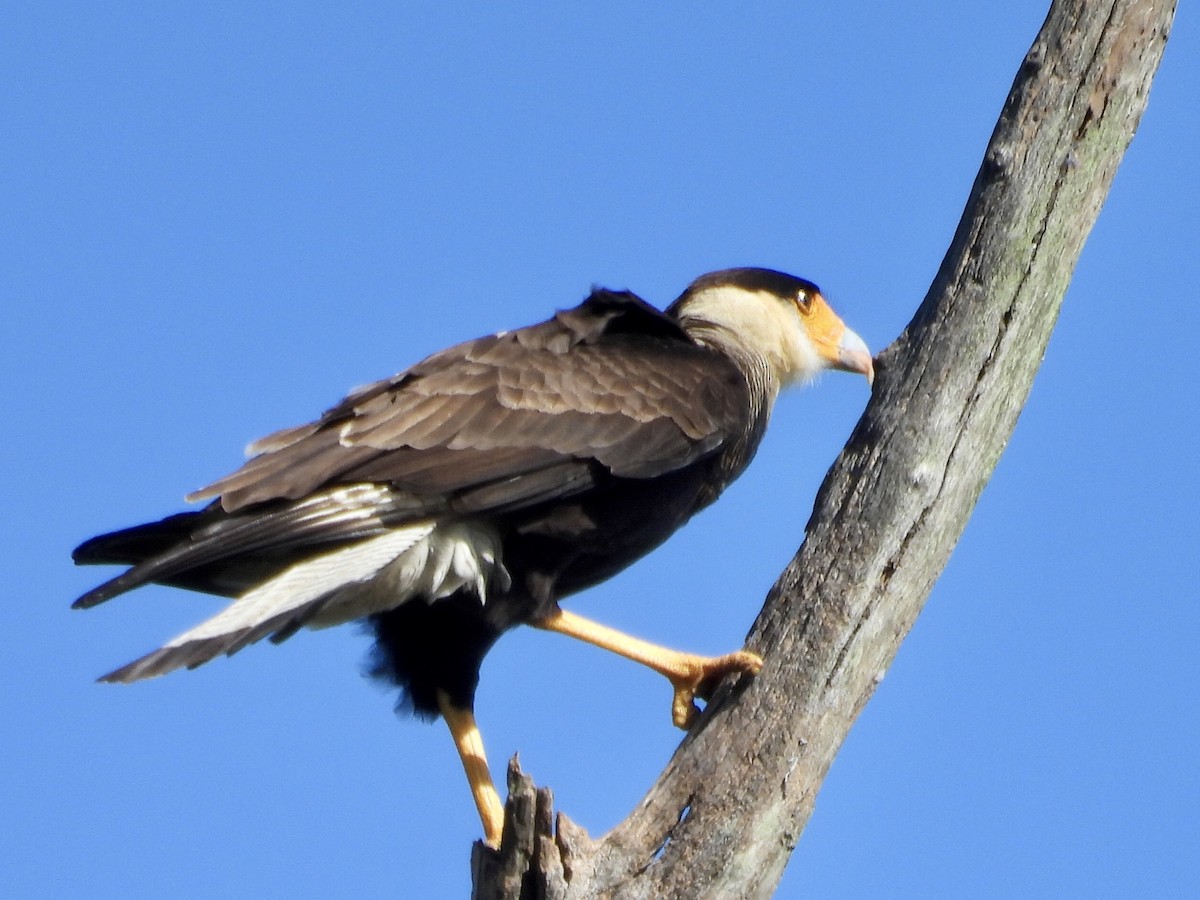 Crested Caracara (Southern) - ML637613392