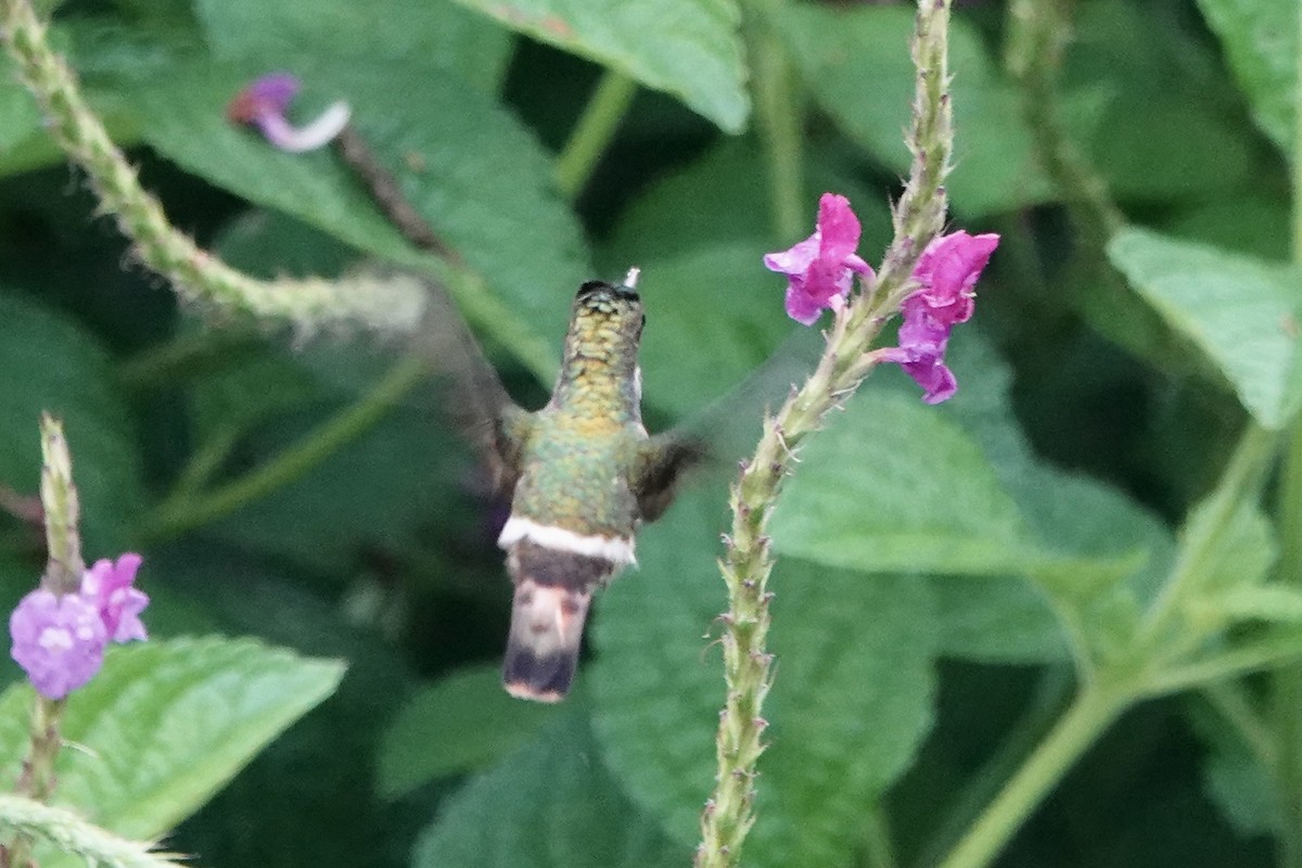 Black-crested Coquette - ML637613415