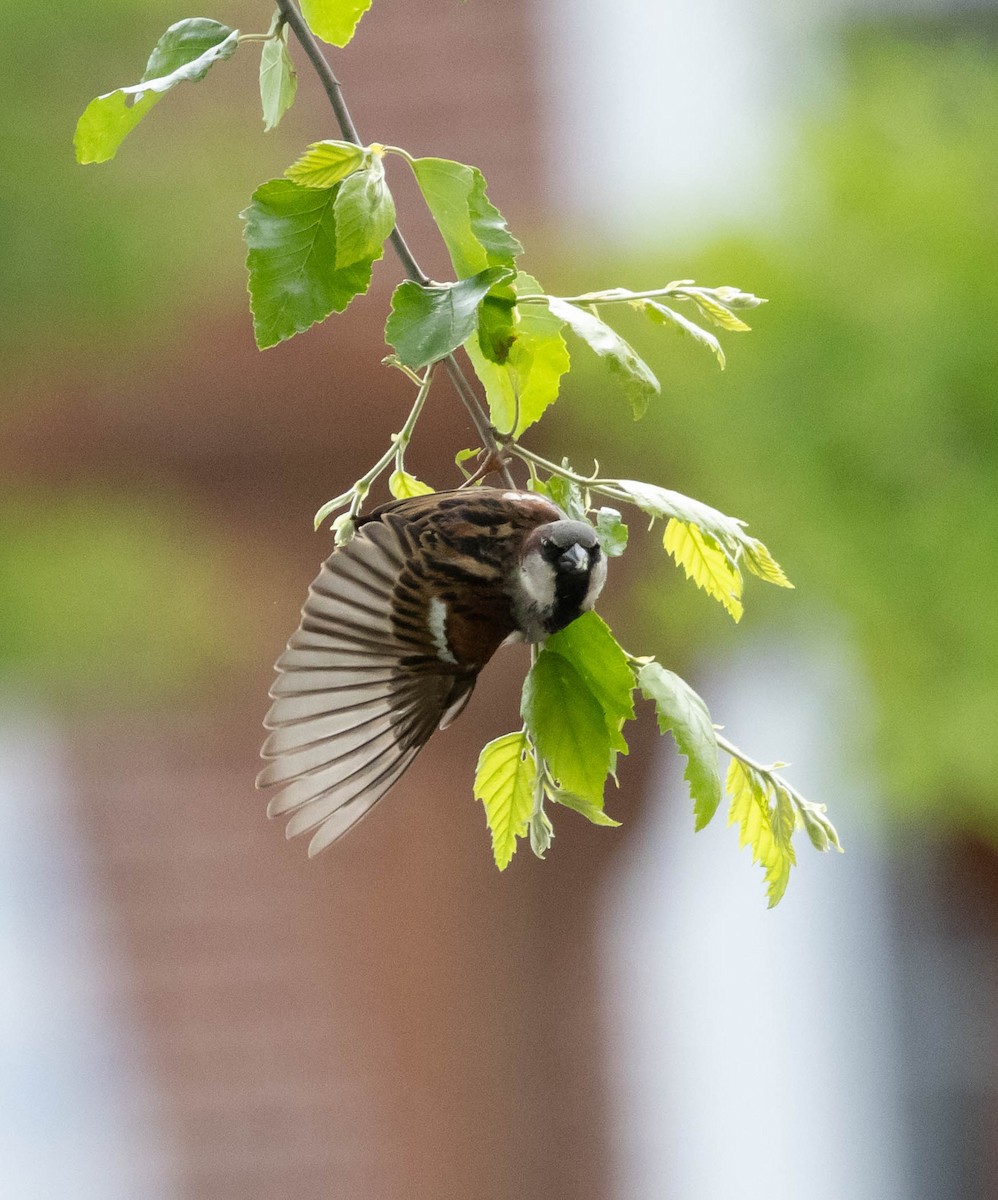 House Sparrow - ML637613425
