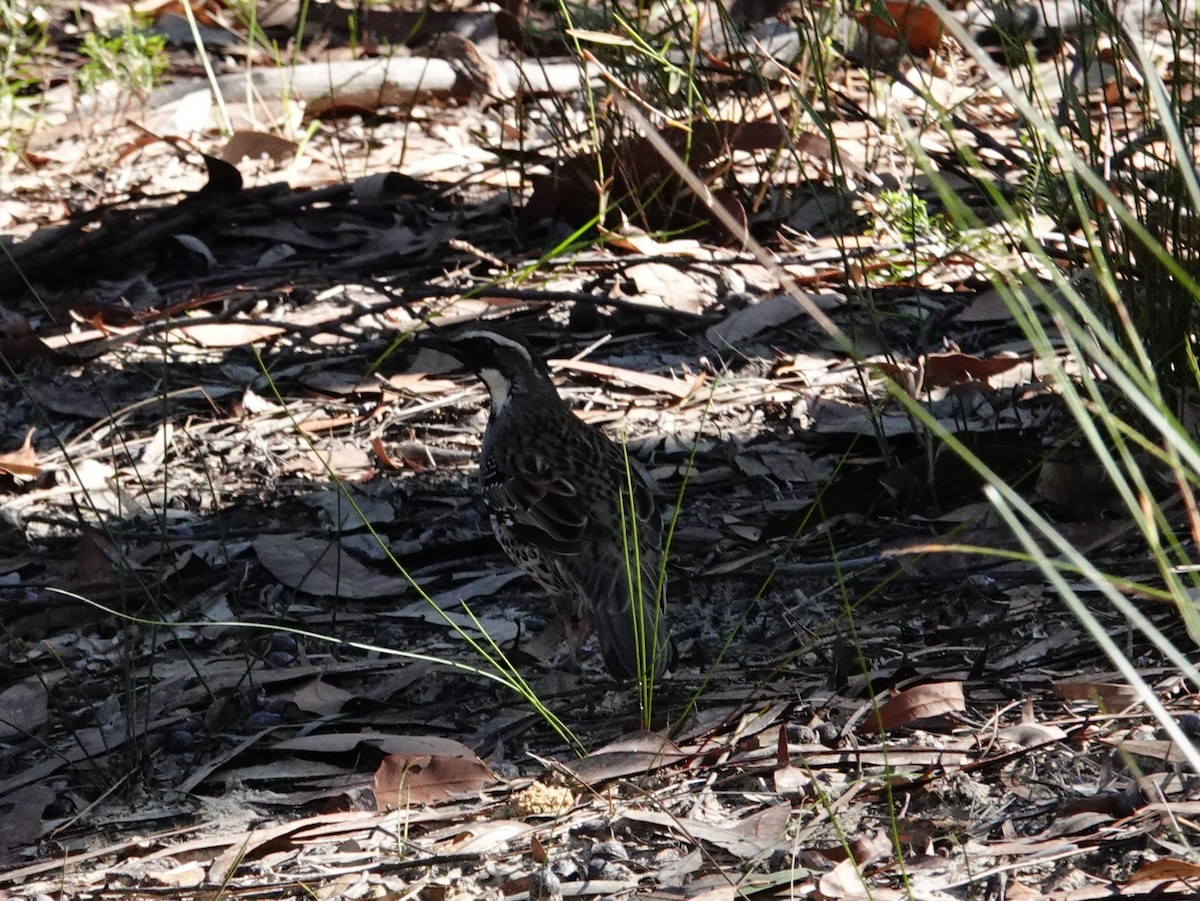 Spotted Quail-thrush - ML637613480
