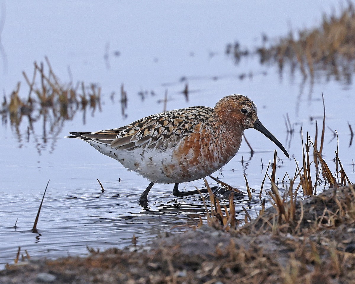 Curlew Sandpiper - ML637613493