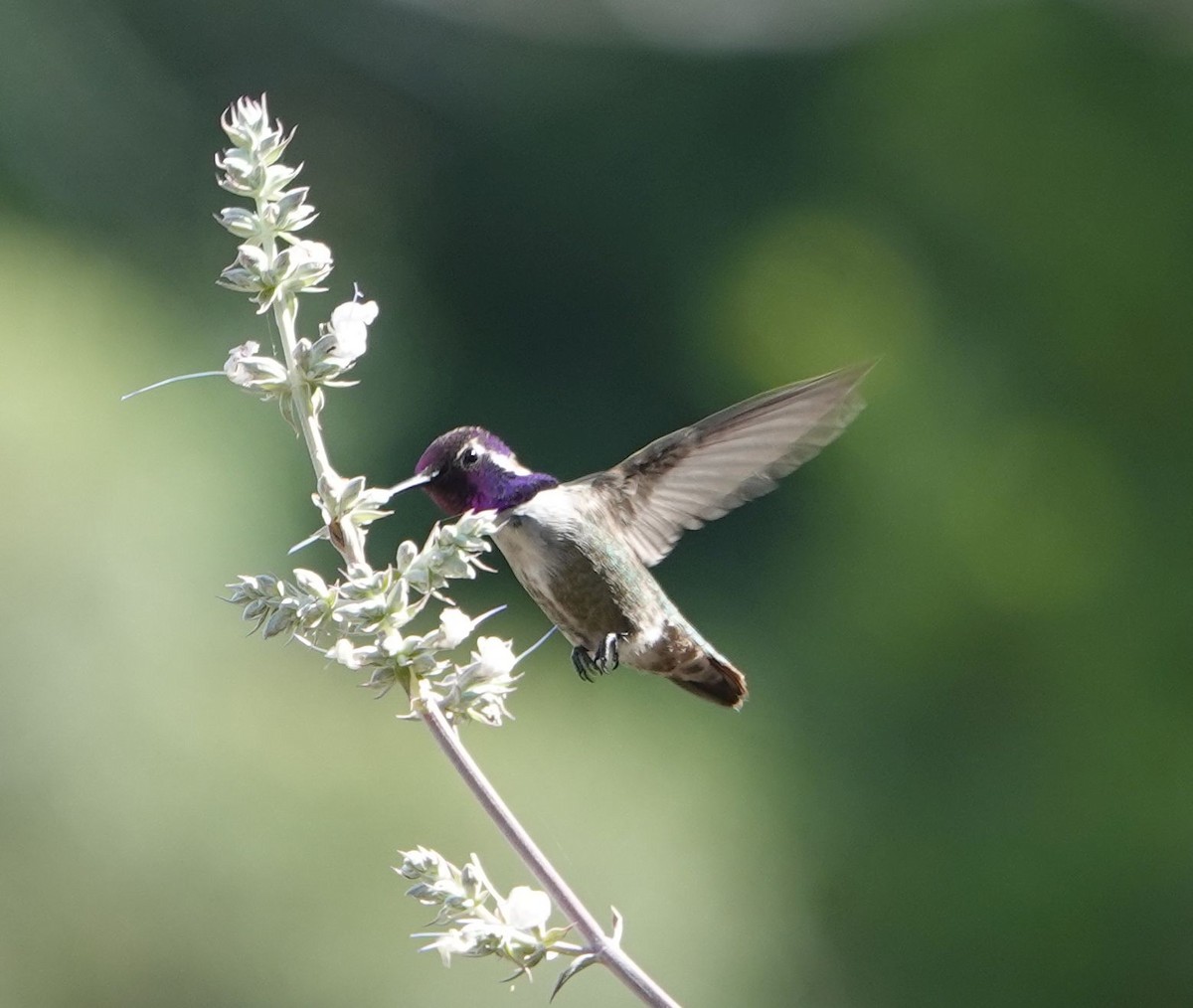 Costa's Hummingbird - ML637613516