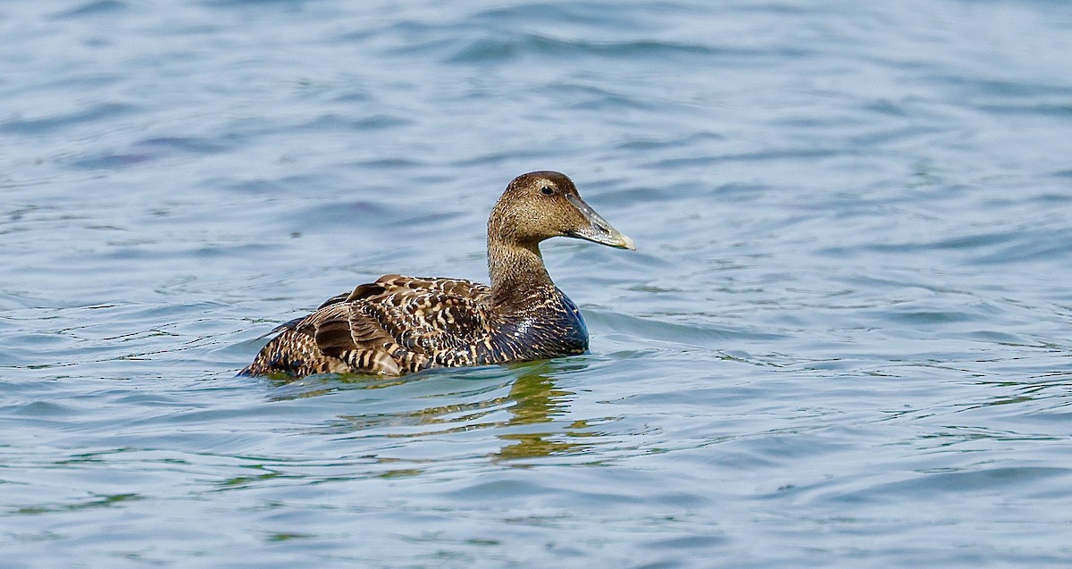 Common Eider - ML637613538