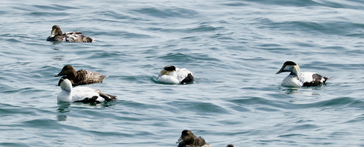 Common Eider - ML637613539