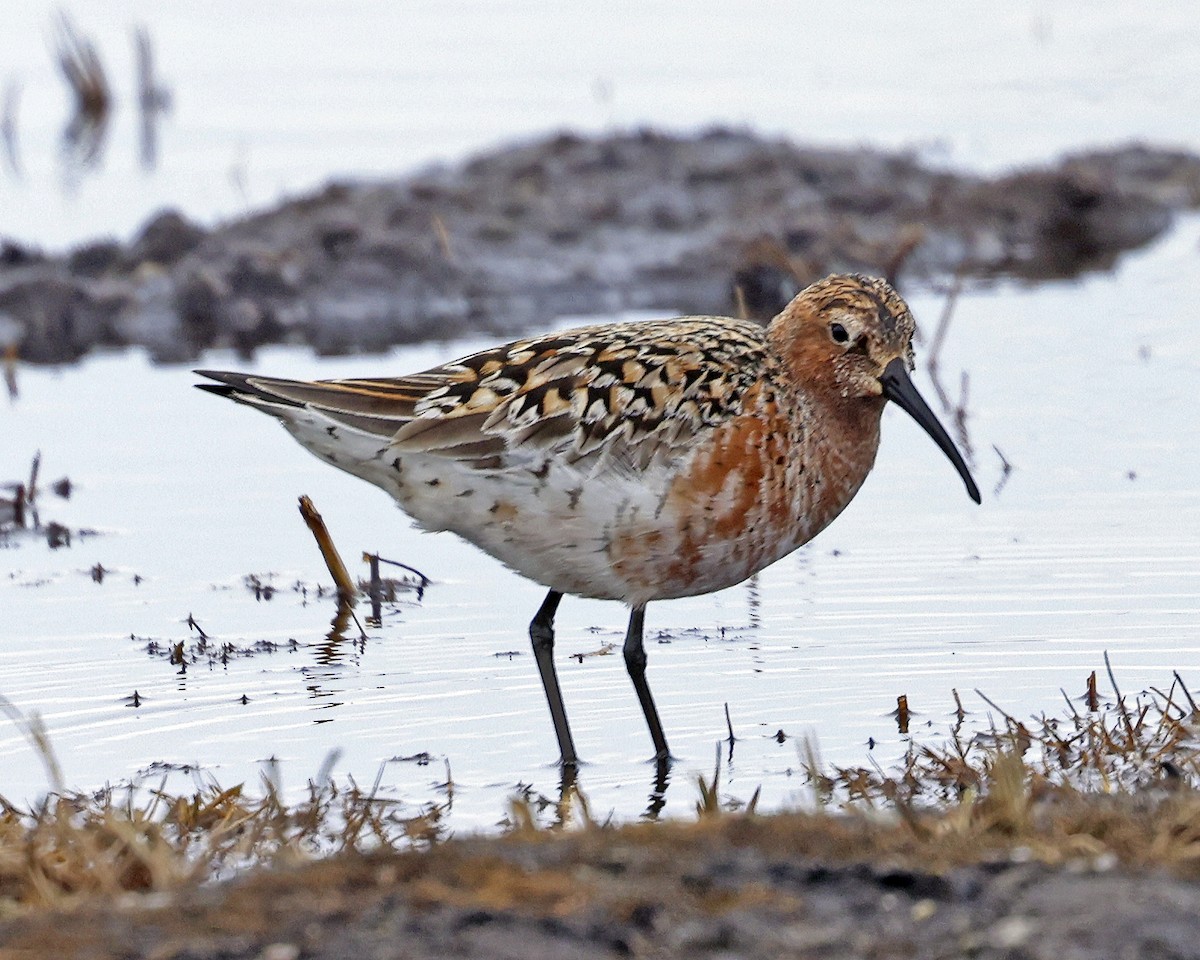 Curlew Sandpiper - ML637613540