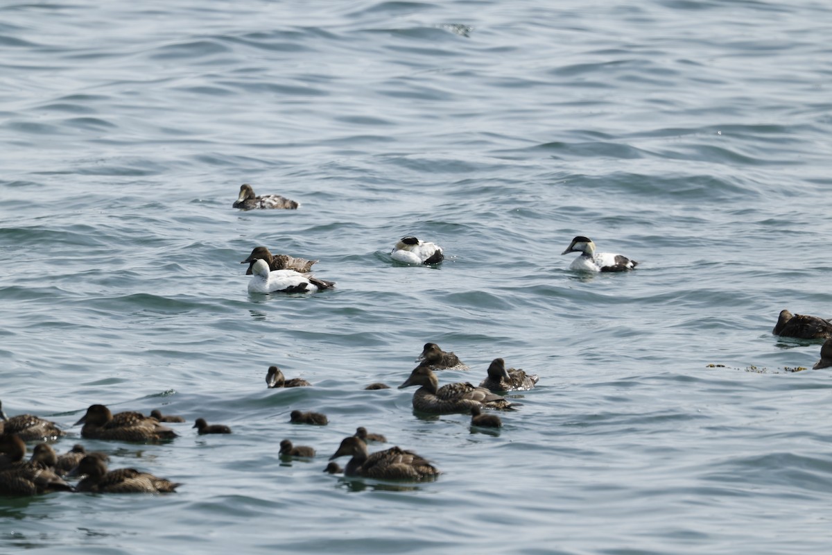 Common Eider - ML637613541