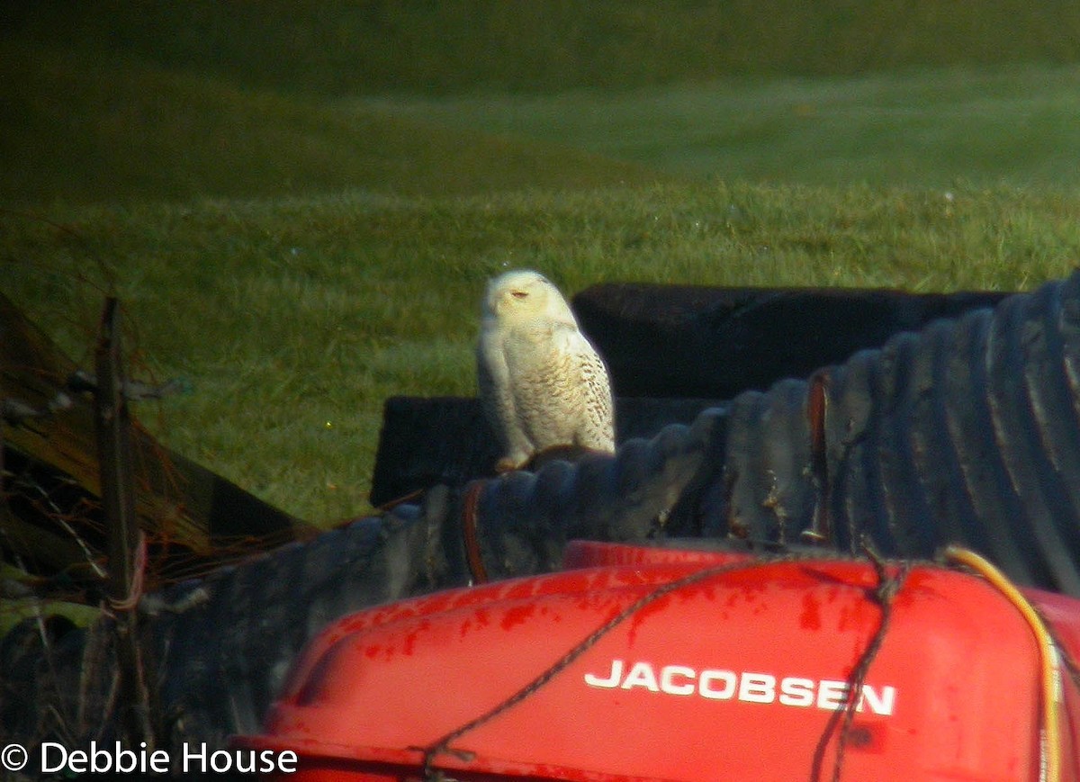 Snowy Owl - ML637613552