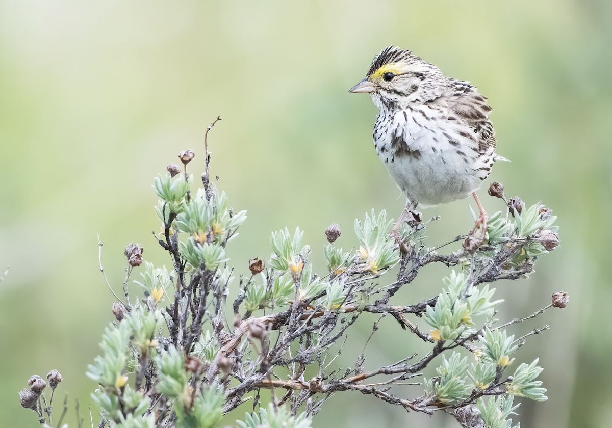Savannah Sparrow - ML637613566