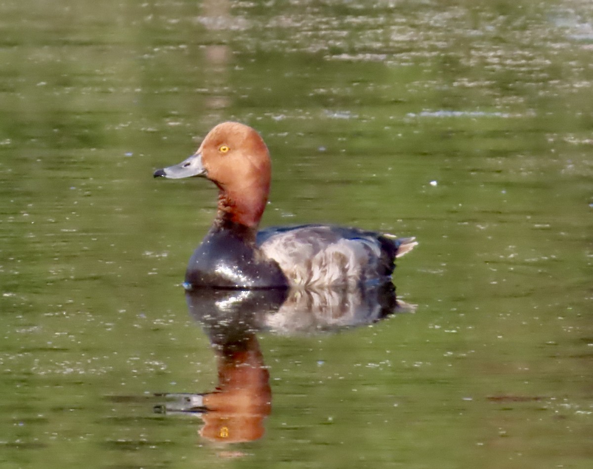 Redhead - ML637613606
