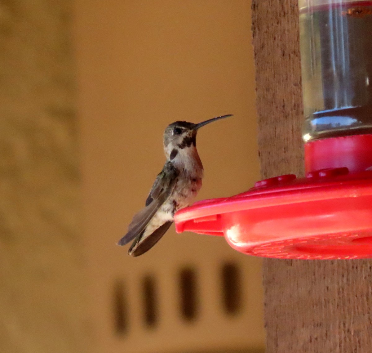 Costa's Hummingbird - ML637613615