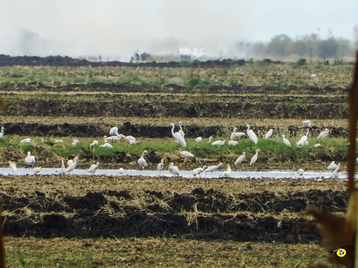 Western Cattle-Egret - ML637613636