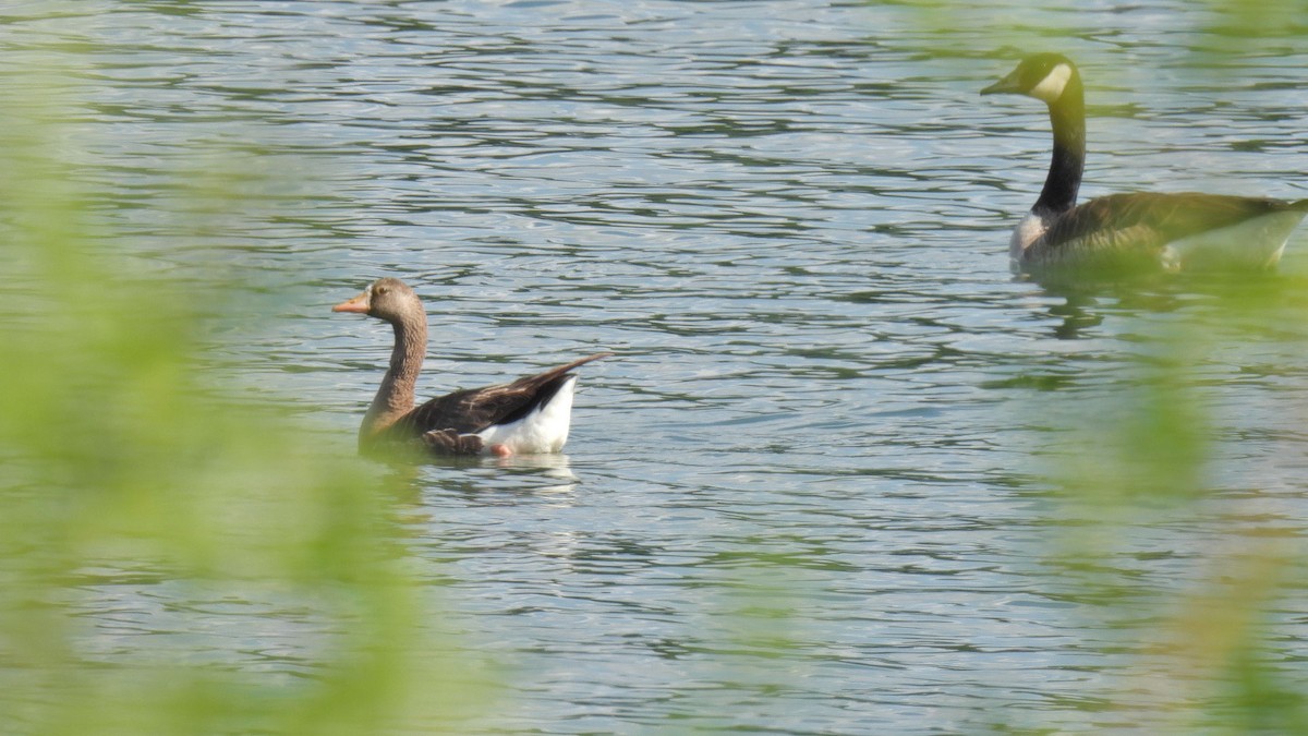 Greater White-fronted Goose - ML637613643