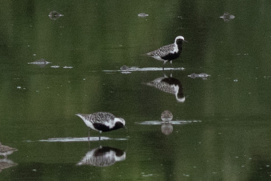 Black-bellied Plover - ML637613657