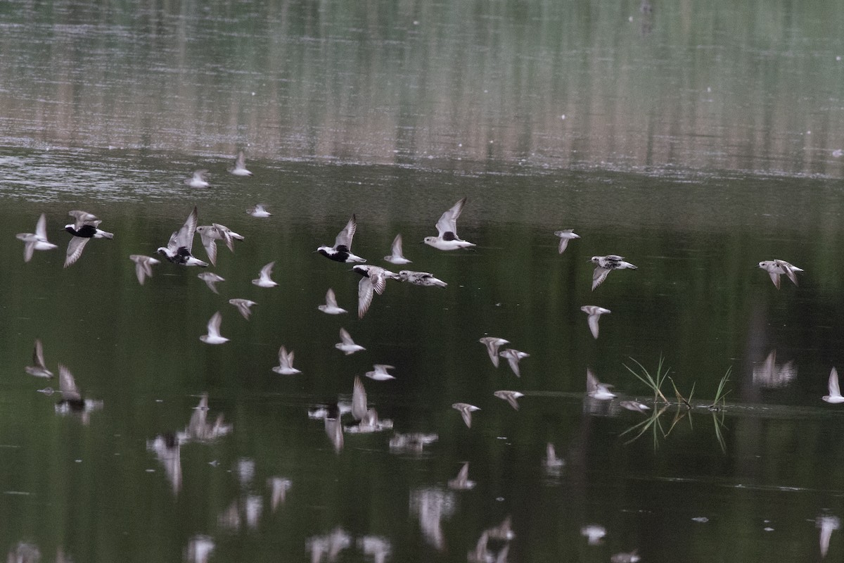 Black-bellied Plover - ML637613669