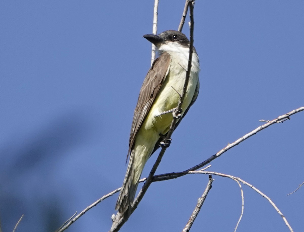 Thick-billed Kingbird - ML637613699