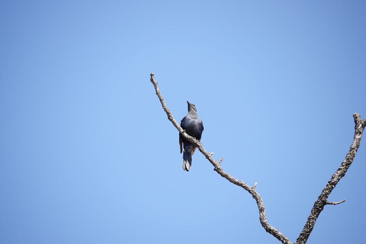 Red-winged Starling - ML637613732