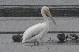 American White Pelican - ML637613743